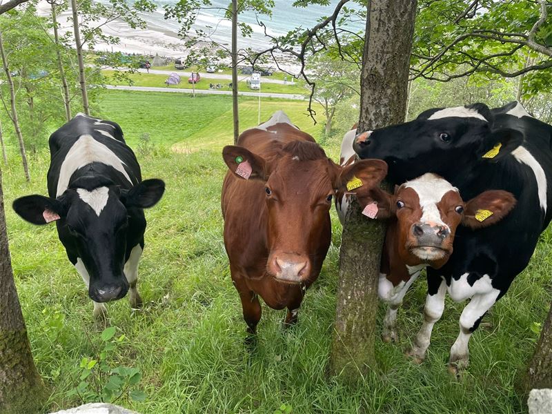 Tre kyr står i grønt gras mellom tre, med Hoddevik med strand, veg og blått hav synleg i bakgrunnen..