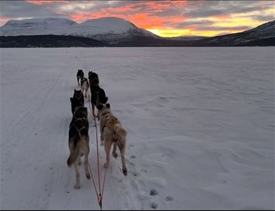Dog Sledding over a frozen lake