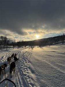 Dog Sledding in the afternoon