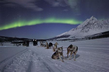 Dog Sledding under northern lights