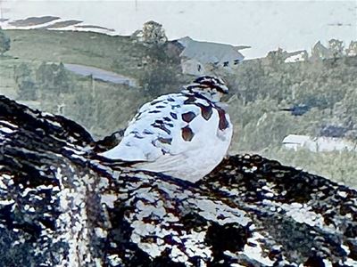 A bird sitting on a rock
