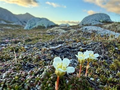 Flowers in nature