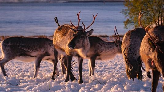 Several reindeer in an Arctic landscape