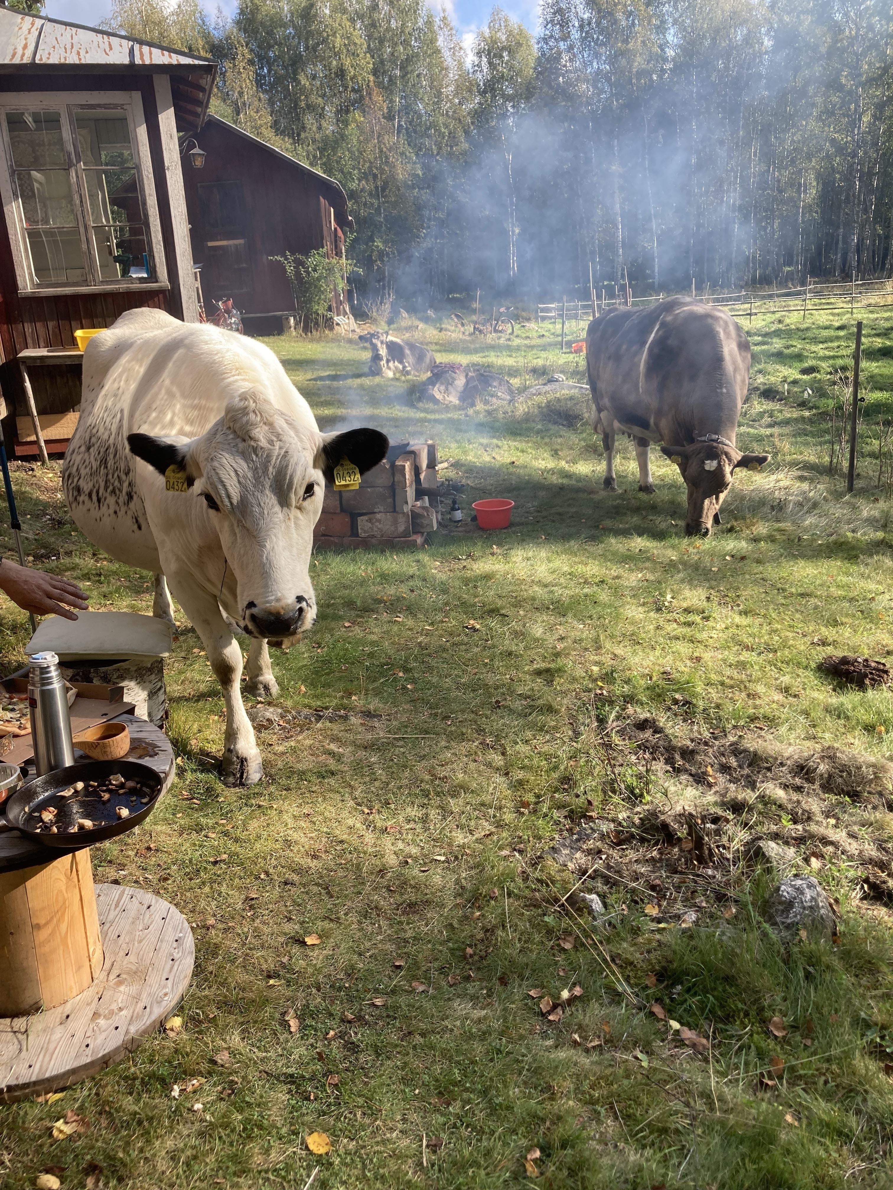 Fäbodfika i Mats stuga.