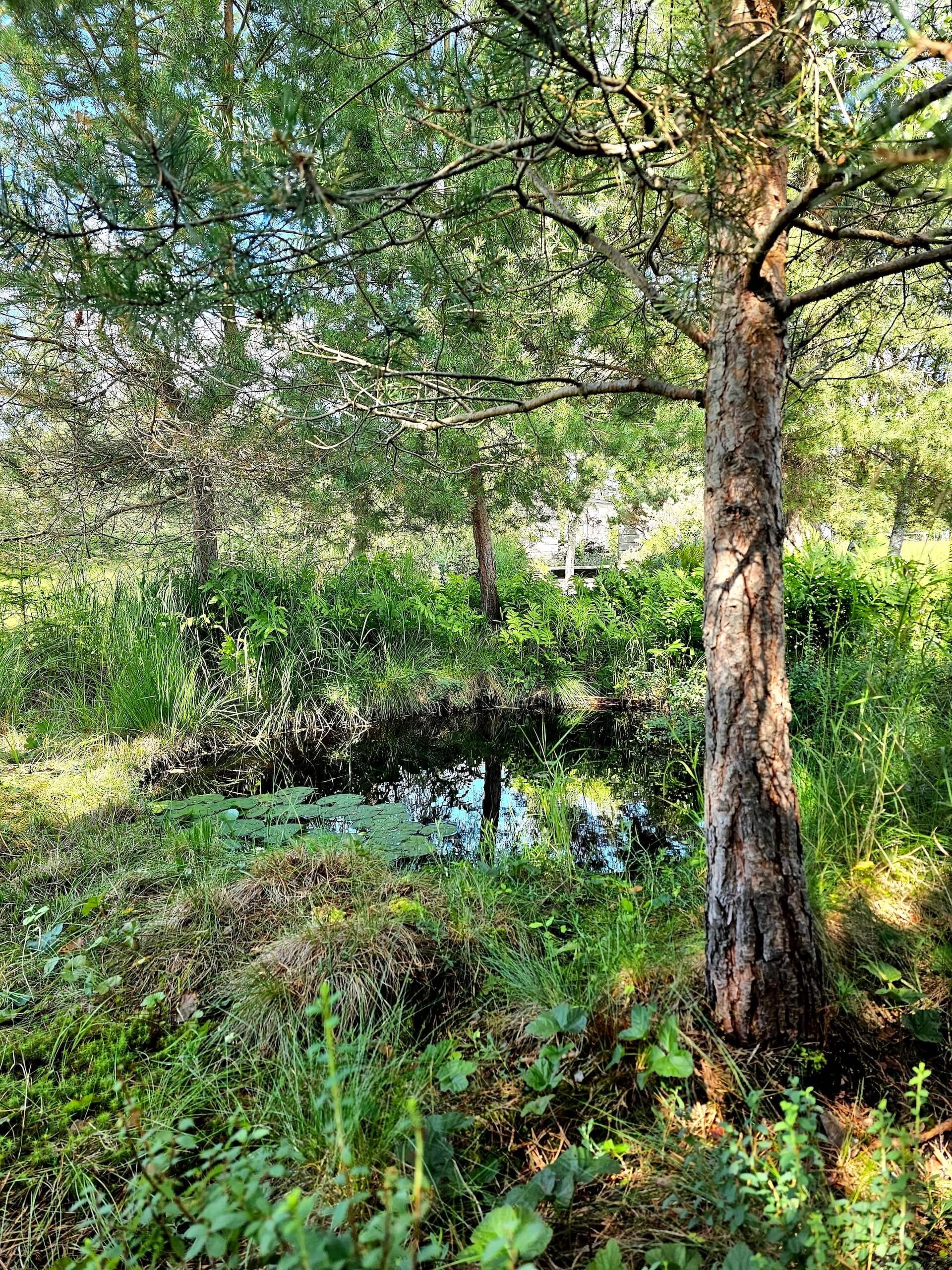 Från rot till krona