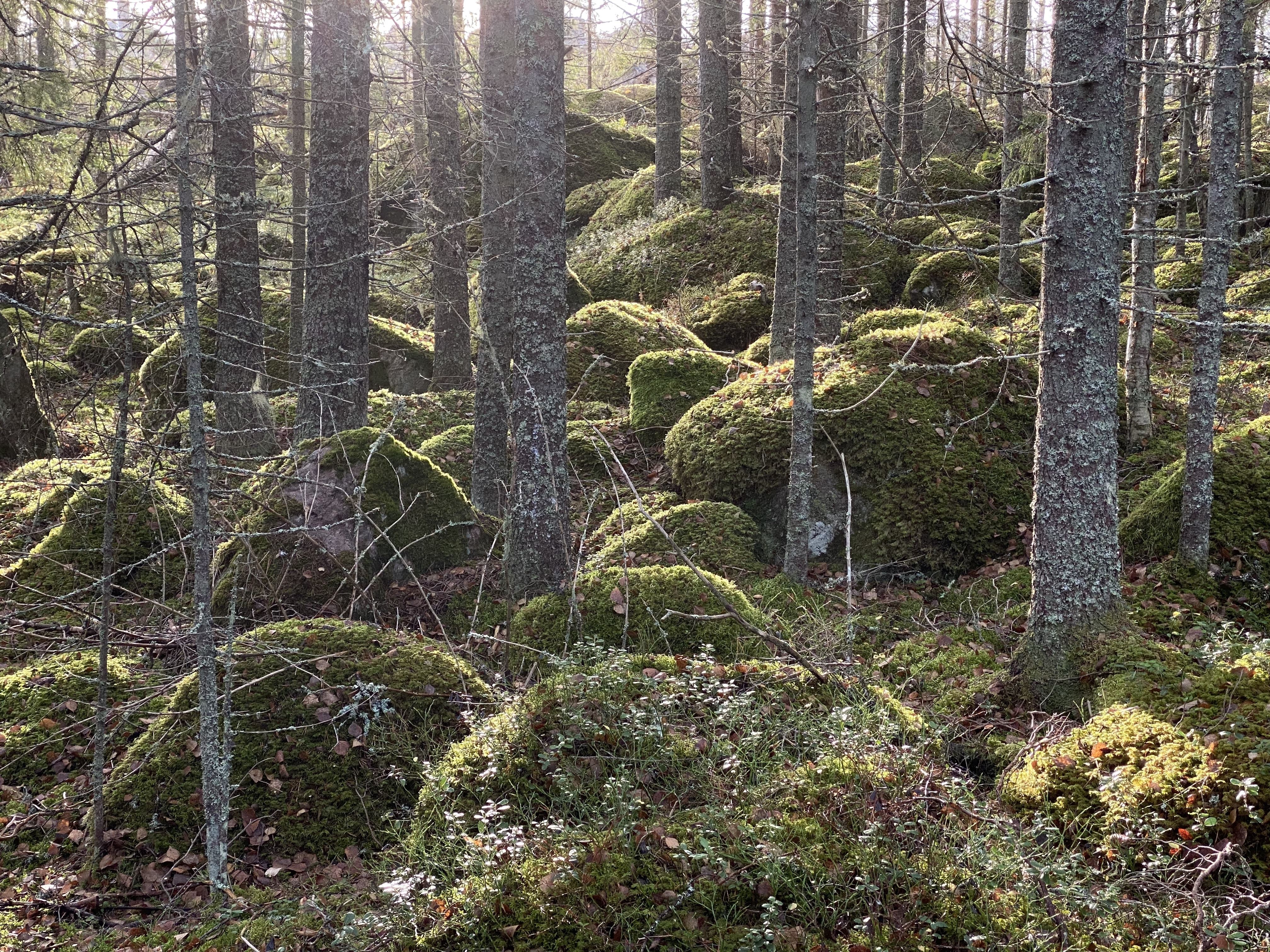 Forntidsvandring till Hedningahällan