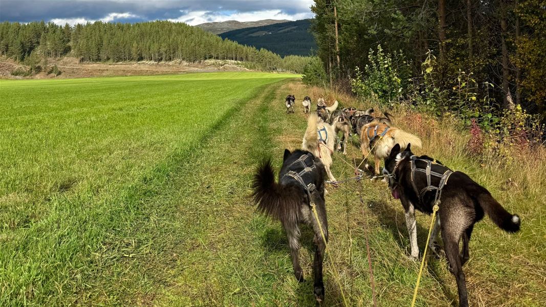Hundespann på tur langs jorde i Gudbrandsdalen.