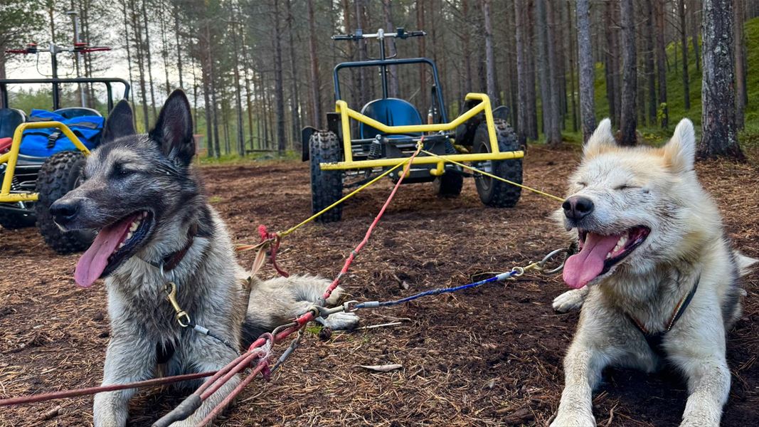 Sledehunder foran vogner i skogsterreng.