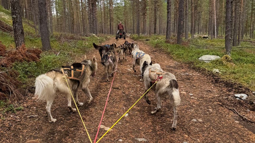 Hundespann på tur gjennom skogen.