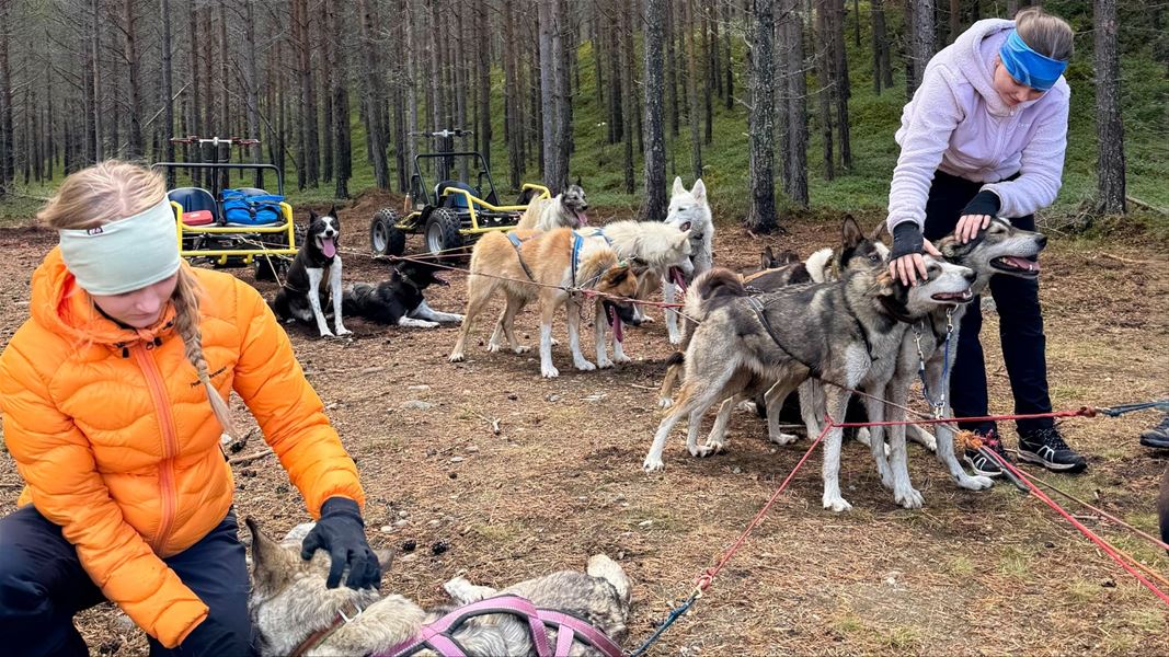 Gjester gjør seg klare til hundekjøring på hjul.