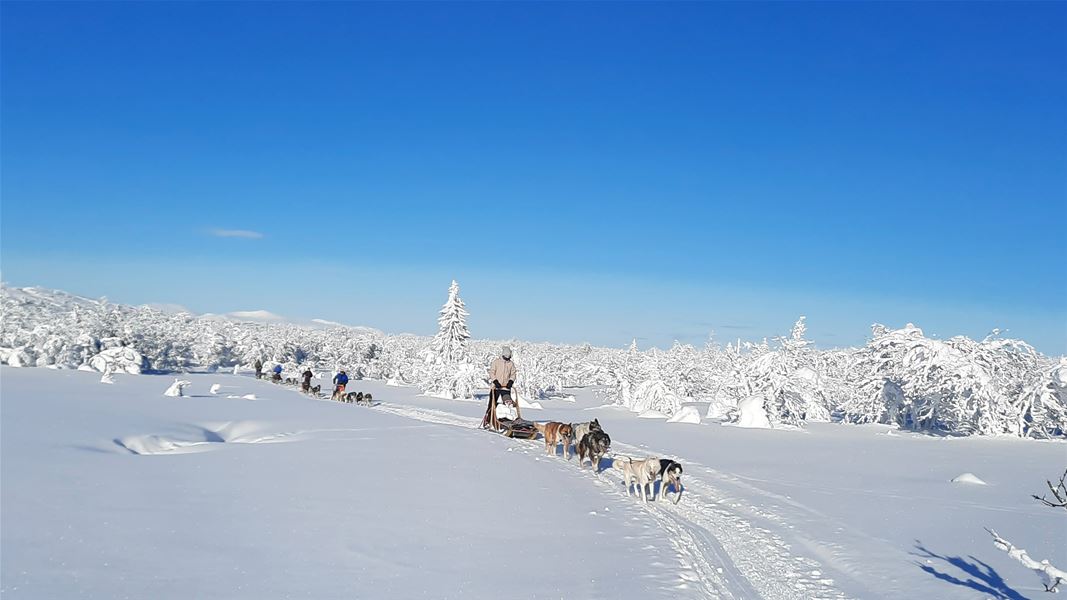 Hundespann på tur gjennom snødekt fjellterreng.