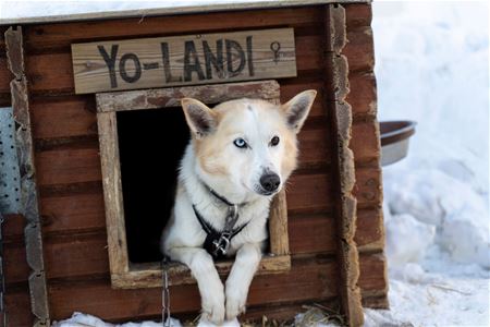 Husky titter ut fra sitt hundehus