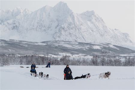 Gjester kjører hundesleder