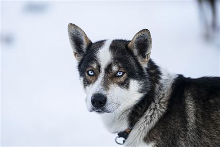 Husky looks into the camera
