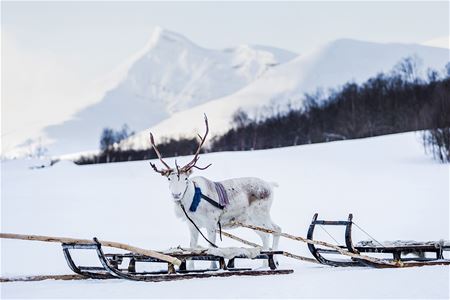 A reindeer looks directly at the camera from behind her sled