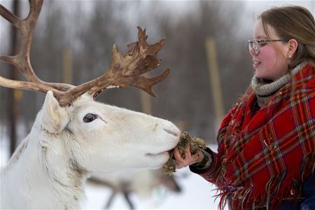 Reindeer gets fed. Yum.