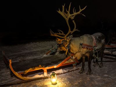 Reindeer by a sled and lantern in a snowy night landscape.