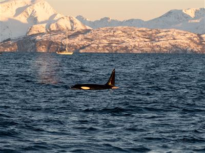 A whale in the sea
