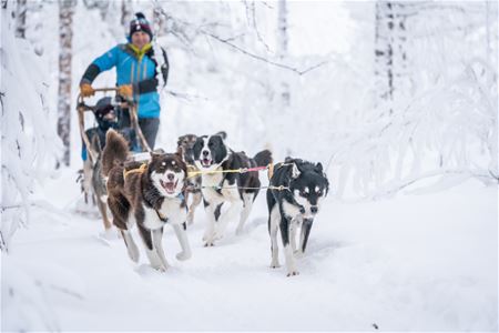 En person som styrer en hundeslede om vinteren