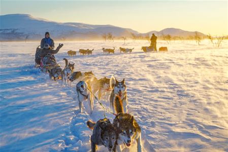 To hundesleder med gjester og guider som blir trukket gjennom et vinterlandskap under solnedgangen