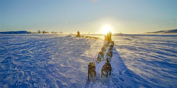 To hundesleder med personer på i solnedgangen