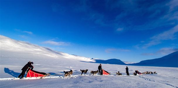 Flere hundesleder med gjester i et vinterlandskap
