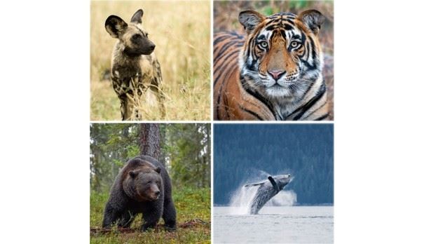 Världens natur - fotoutställning