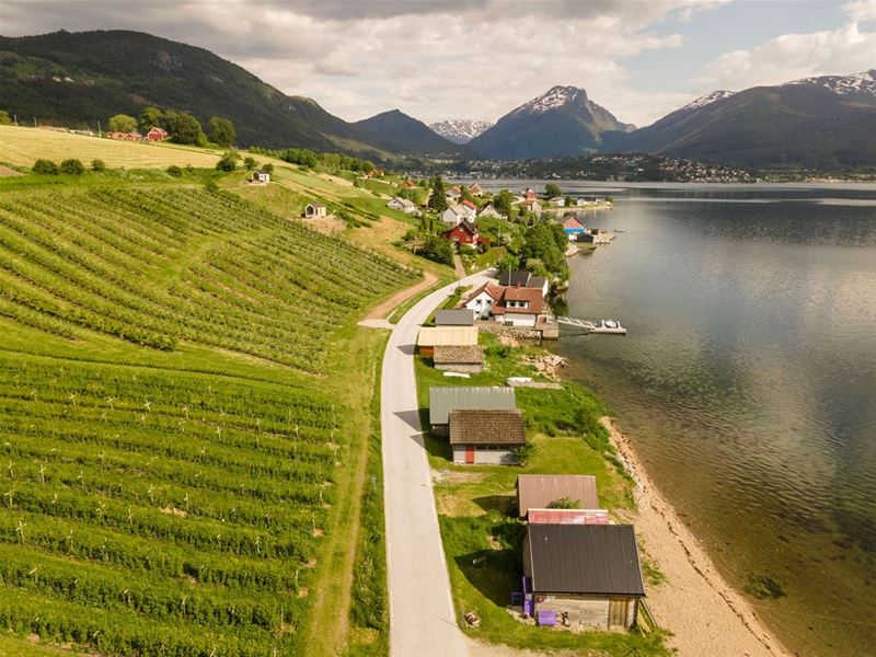 Luftfoto av fruktdyrking og gardsbruk langs ein veg ved Nordfjorden, med fjell og skyer i bakgrunnen..