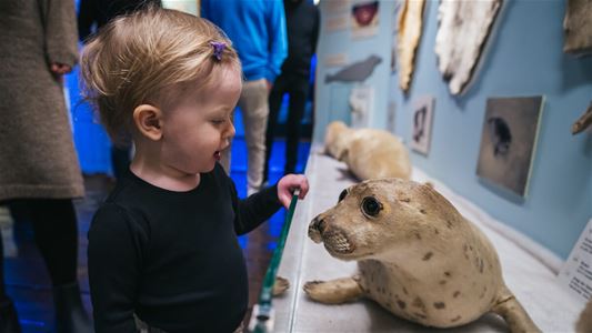Et barn utforsker en utstilling om arktisk dyreliv og polarhistorie på Polarmuseet i Tromsø.