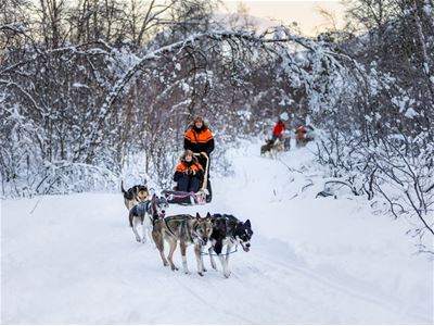 Dog sled team travelling through a snowy forest at Tamokhuset