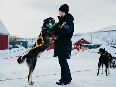 Husky greeting a dog handler at the camp
