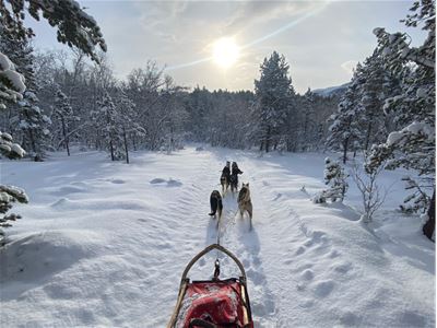 View from a dog sled with the huskies ahead in the snowy landscape