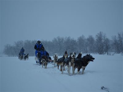 Dog sled team travelling through snowy weather in Skibotn Valley