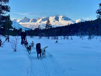 Hundekjøring gjennom snødekt skog med fjell i bakgrunnen