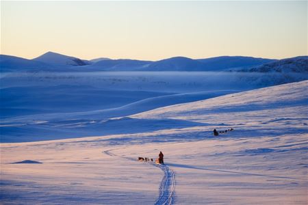 Et hundespann følger et spor gjennom et åpent, snødekt vinterlandskap med lave fjell i bakgrunnen.