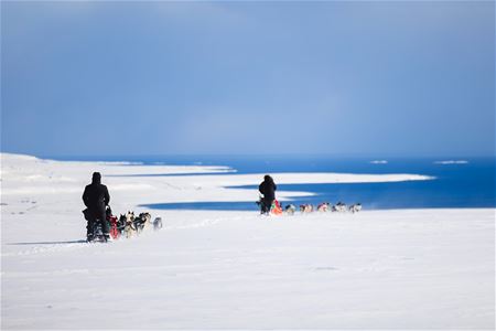 To hundespann kjører gjennom et snødekt kystlandskap med havet og vinterlandskapet i bakgrunnen.
