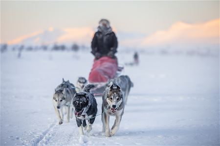 A team of huskies pulling a sled through an open, snow-covered winter landscape during a dog sledding expedition in Northern Norway.