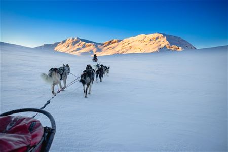 A dog team travelling through an open, snow-covered mountain landscape.