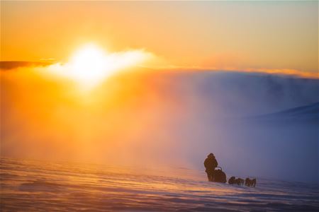 A dog team travelling through a snow-covered landscape in the warm light of the low winter sun.