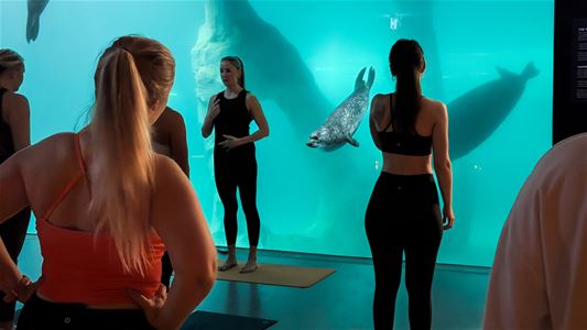 Yogainstruktøren leder en arktisk yogaøkt foran det store vinduet mot selbassenget på Polaria.