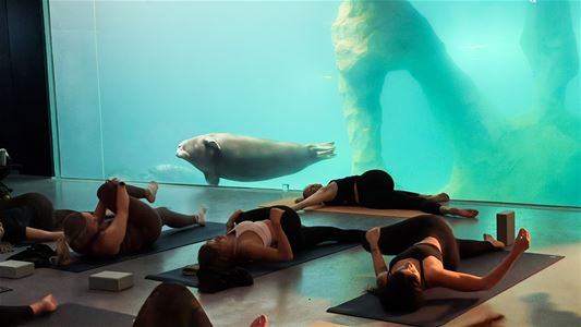 Deltakere gjennomfører rolige yogaøvelser rett under selbassenget på Polaria i Tromsø.