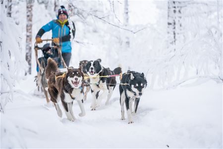Gjester kjører sitt eget hundespann gjennom vinterlandskapet ved OffTrack Experience i Målselv.