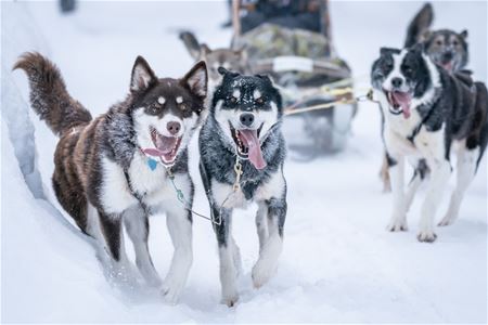 Alaskahuskyer i arbeid under en hundekjøringstur i vinterlandskapet i Målselv.