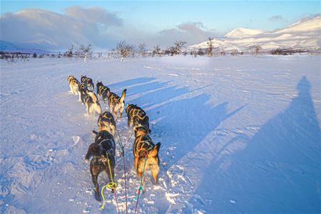 Hundespann i vinterlandskapet