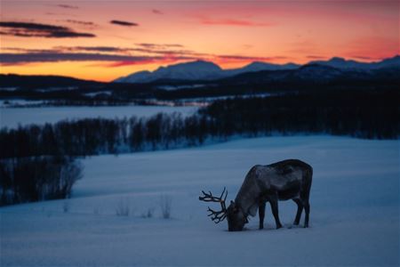 A reindeer eats with the snowy mountains in the background