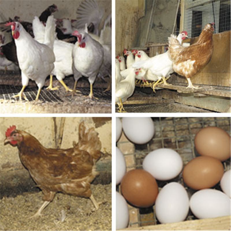 A collage of four photos, three with hens and one with eggs.