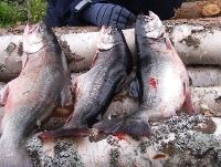 Gnarps fiskevårdsområde