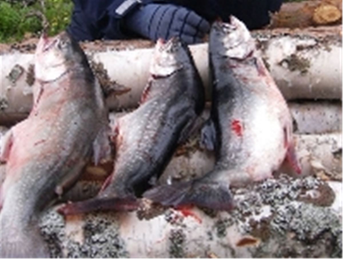 Gnarps fiskevårdsområde