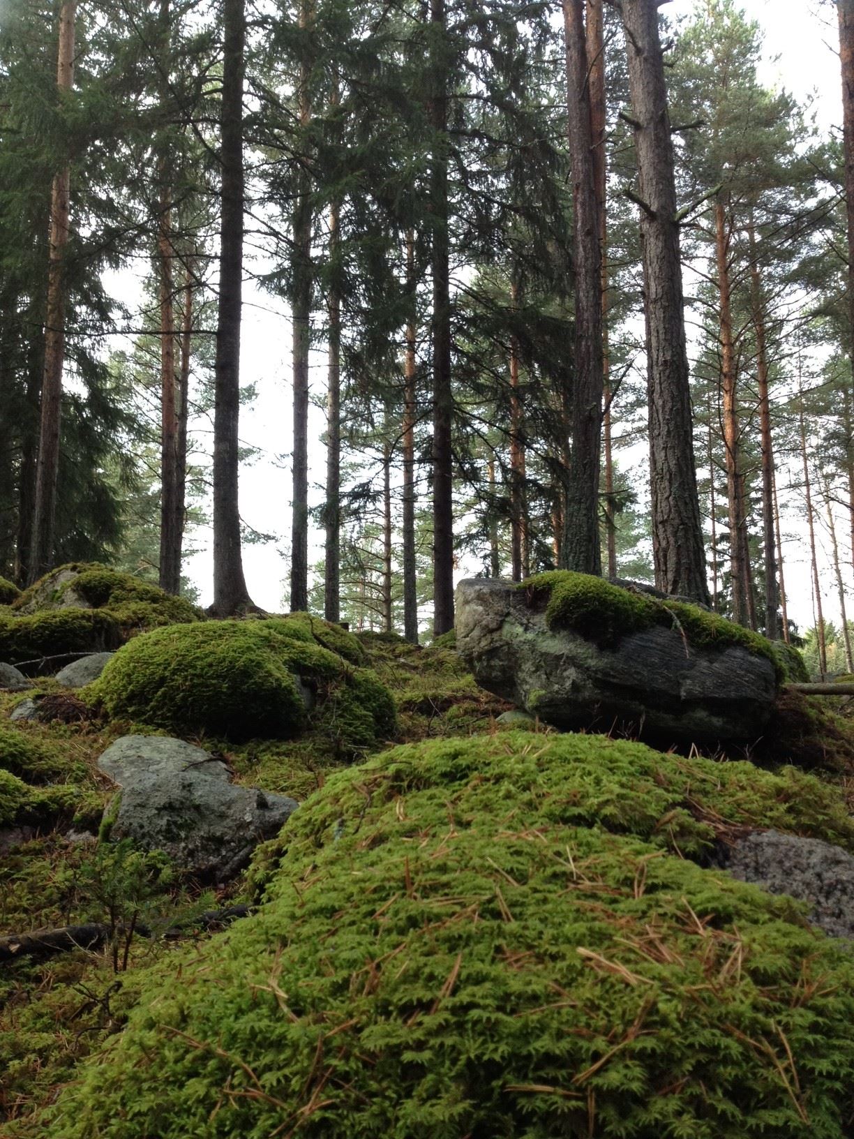 Kulturstigar i Furuberg