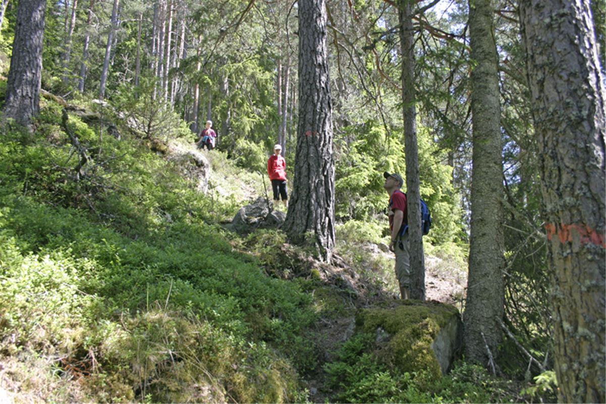 Tvärstupet, hiking people in the forest.